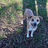 PRADA, chienne à adopter