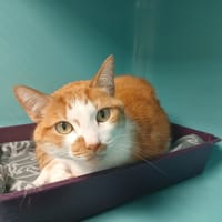 NEO, chat à adopter