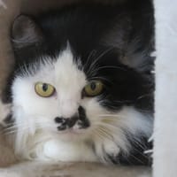 Nova, chatte à adopter