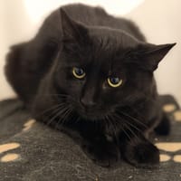 CAPUCINE, chatte à adopter