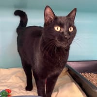 DRAGON, chat à adopter