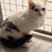 COOKI, chat à adopter