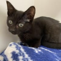 Bély, chatte à adopter