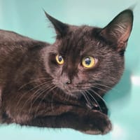 Yury, chat à adopter