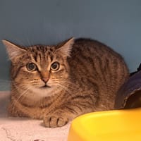 HOA, chatte à adopter