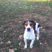 tino, chien à adopter