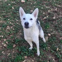 ZEUS, chien à adopter
