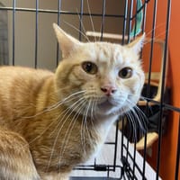 EDDY, chat à adopter