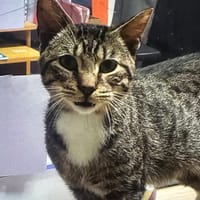 TIGROU, chat à adopter