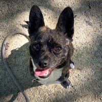 frisquette, chienne à adopter