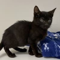 SHIRO, chat à adopter