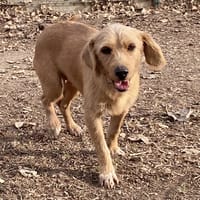 COP'S, chienne à adopter