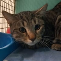 Félicito, chat à adopter