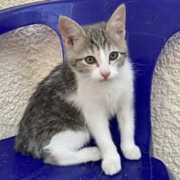 FIRE, chatte à adopter