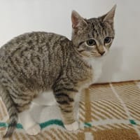 SAPINOUMIAOU, chat à adopter