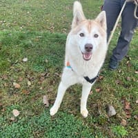 ARYA OAA19903, chienne à adopter