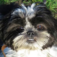 RACHEL, chienne à adopter