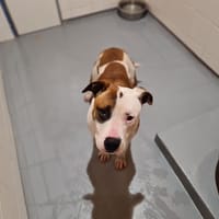 LAIKO, chien à adopter