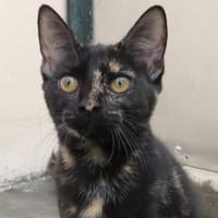 TAL, chatte à adopter