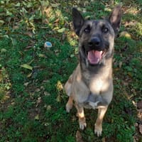 maya, chienne à adopter