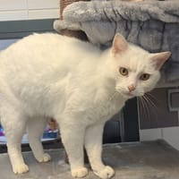 TIERCELIN ( pas adoptable), chat à adopter