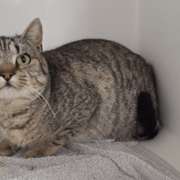 GOOFY, chat à adopter