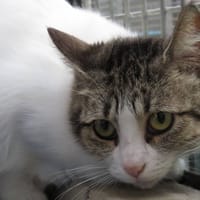 KIRI, chatte à adopter