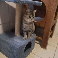 ANIS, chatte à adopter