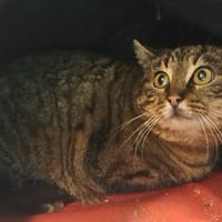 BOM, chatte à adopter