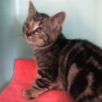 Grisou (en cours d'adoption), chat à adopter