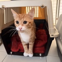 POUDLARD, chat à adopter