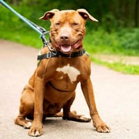 PÉPIN, chien à adopter