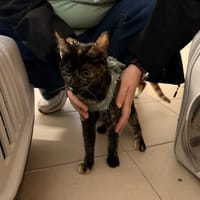 GINNY, chatte à adopter