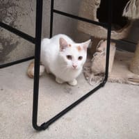 FIZZ, chat à adopter
