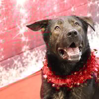 ROCKY, chien à adopter