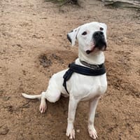 TITAN, chien à adopter