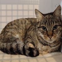 SASHA (RESERVE), chatte à adopter