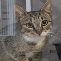 SIMBA-ISIS, chatte à adopter
