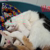 Lilas, chatte à adopter