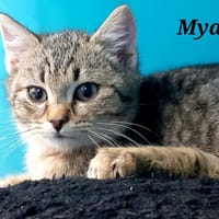 MYA, chatte à adopter