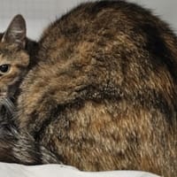Mielle, chatte à adopter
