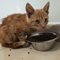 ZENITSU, chat à adopter