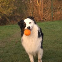 PRINCE, chien à adopter