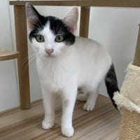MOODOO, chatte à adopter