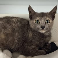 ARUKA, chatte à adopter