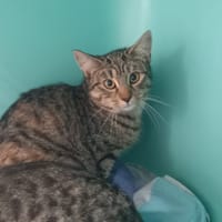 Félicità, chatte à adopter