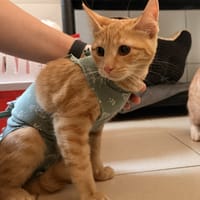 OMBRAGE, chatte à adopter