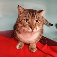 caillou, chat à adopter