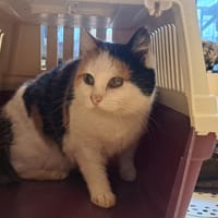 ZINNIA, chatte à adopter