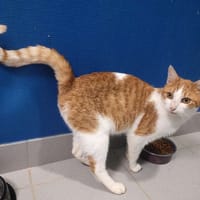 NOUGAT, chat à adopter